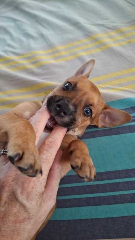 Adopter Tikos