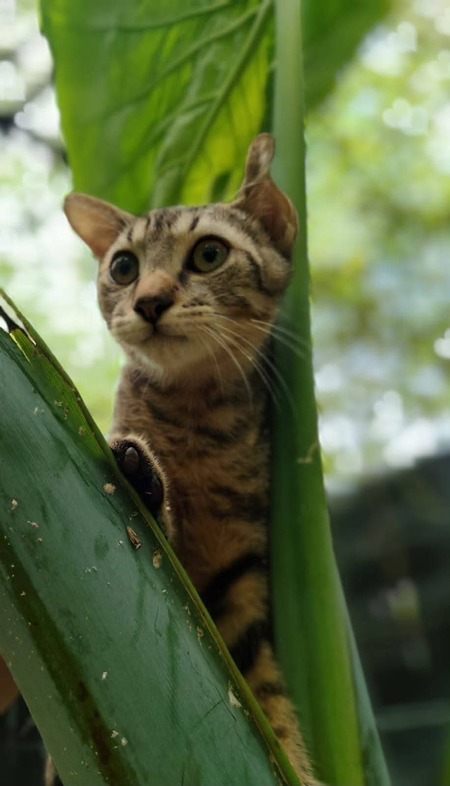 Adopter Bonbon