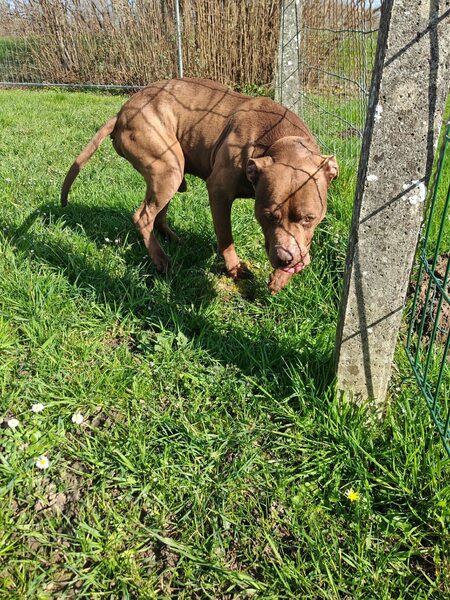 Adopter Choco