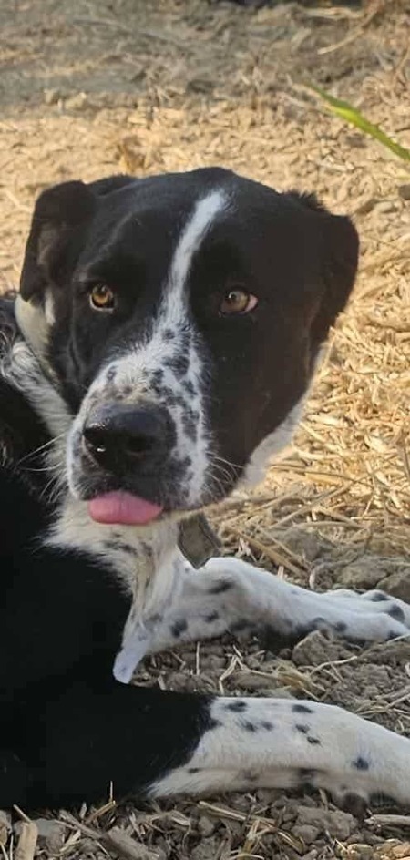 Adopter Auro