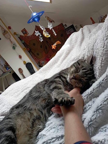 Adopter Clyde 