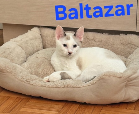 Adopter Baltazar 