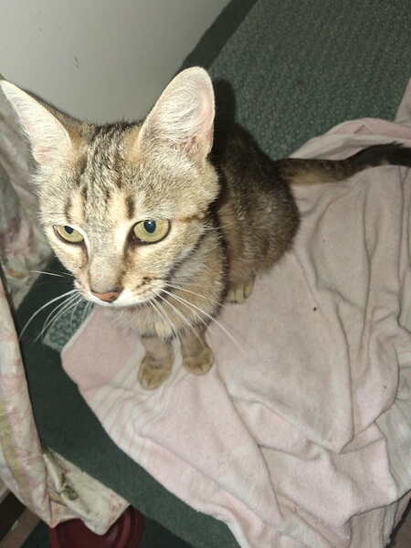 Adopter BELLAIA