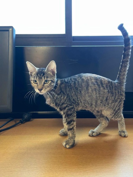 Adopter Mini Panthère 