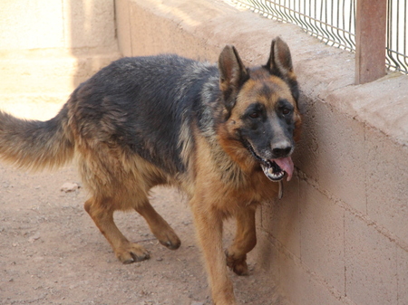 Adopter Chiruca