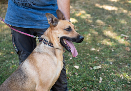 Adopter Ulrik