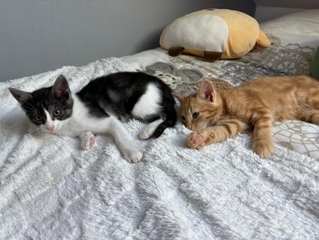 Adopter Beton et Bataille