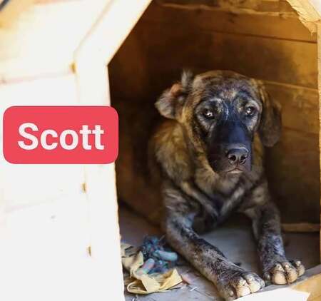 Adopter SCOTT