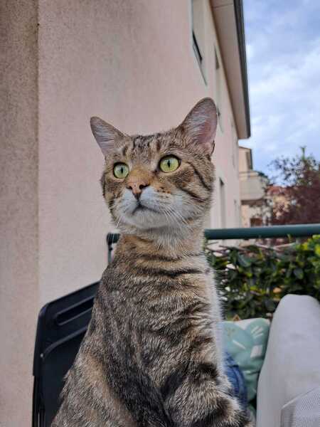 Adopter Bandit