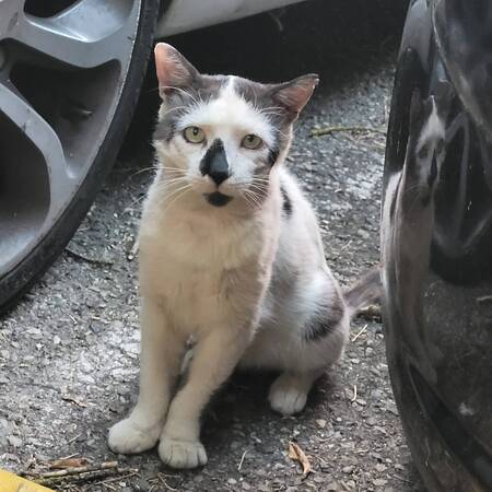 Adopter Nuage