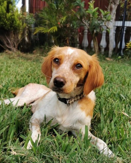 Adopter Poupette