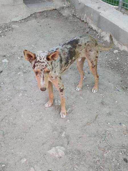 Adopter Epi