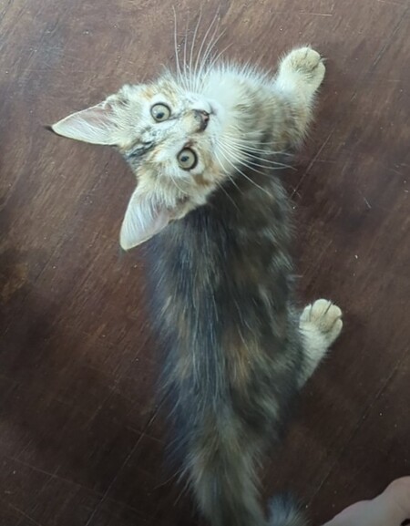 Adopter Soka