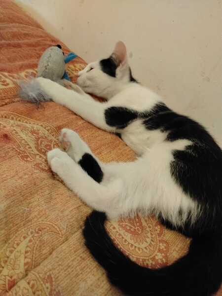 Adopter Boubou