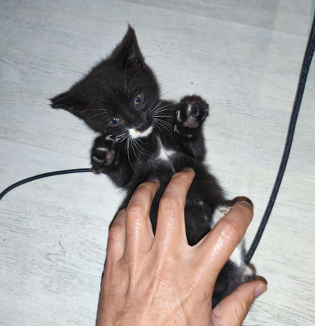 Adopter Ramses