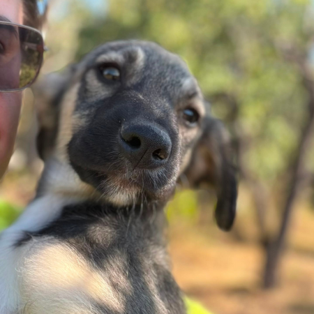 Adopter FREYA