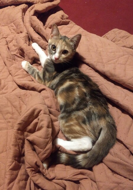 Adopter Bijou
