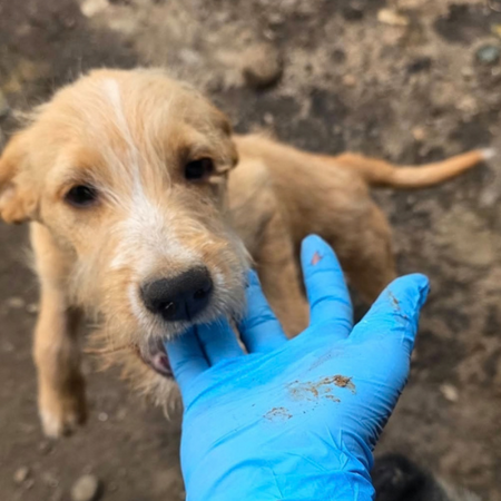 Adopter Romeo