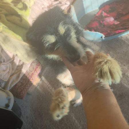 Adopter Canelle