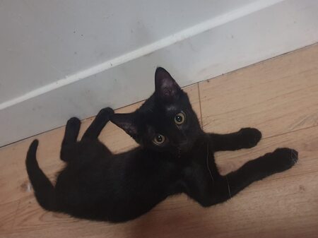 Adopter June