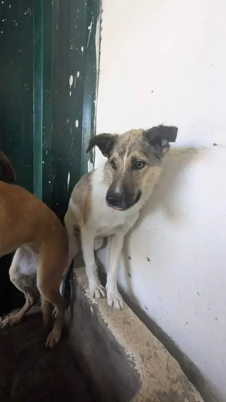 Adopter Kenobi