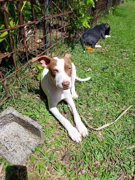 Adopter Bulle