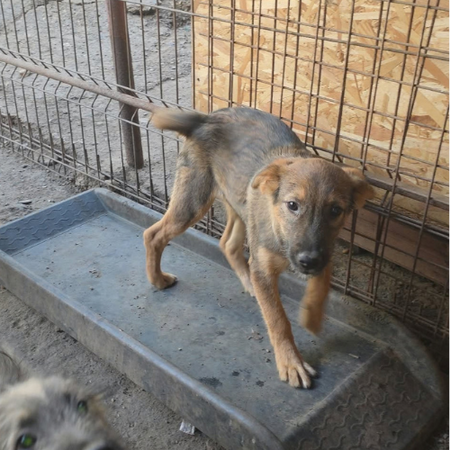 Adopter Taiss