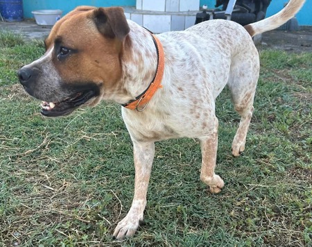Adopter Rock