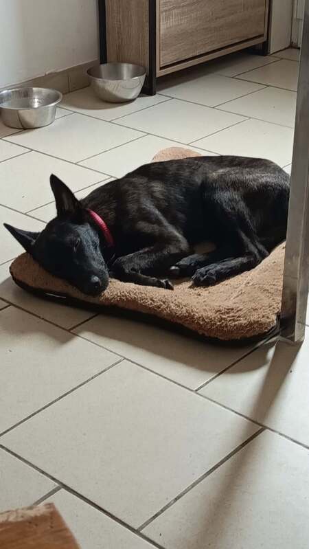 Adopter Akira