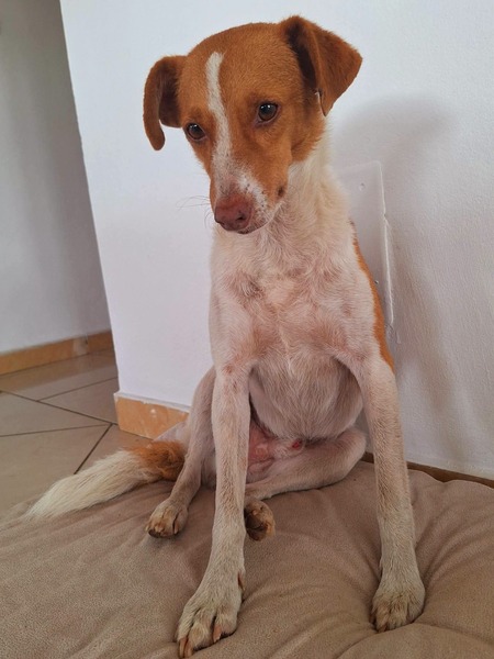 Adopter Pipo