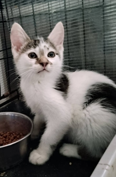 Adopter Truffo 