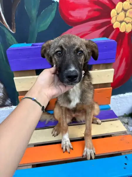 Adopter Bianca