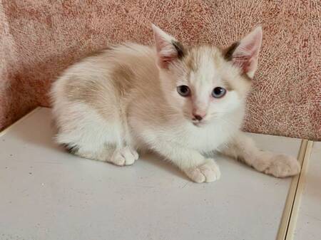 Adopter Peter 