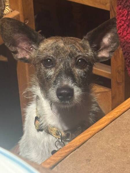 Adopter Lolita