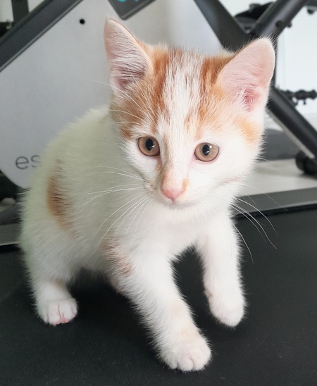 Adopter Bee