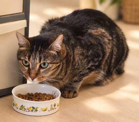 Adopter Frimousse