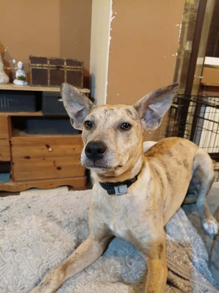 Adopter Bahia