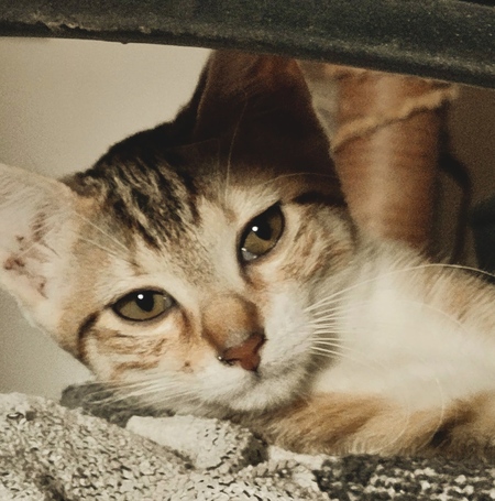 Adopter Lacy