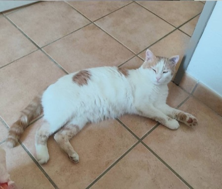 Adopter Filou