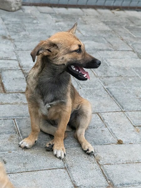 Adopter Bonnie