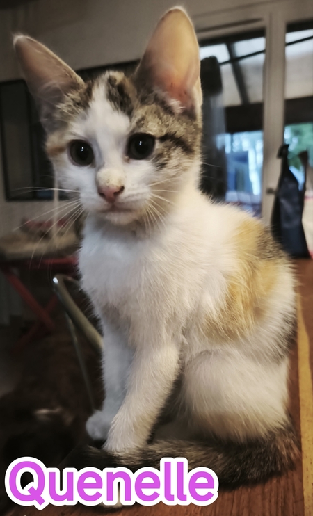 Adopter Quenelle