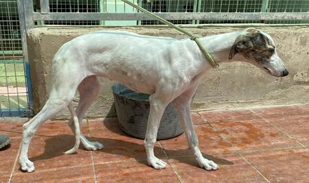 Adopter Romy