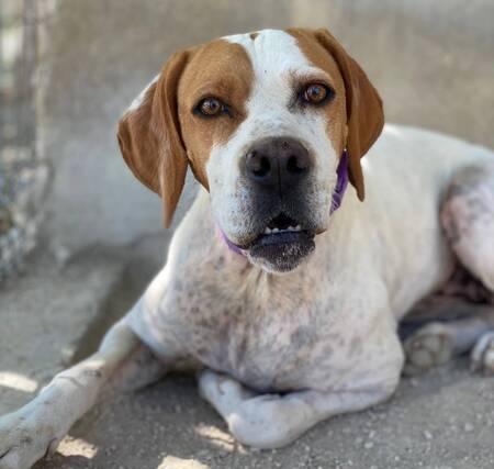 Adopter Ellie