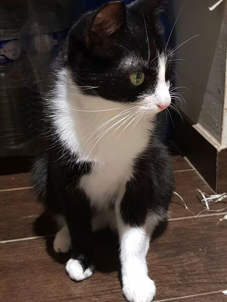 Adopter Chaussette 