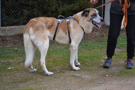 Adopter SKAR