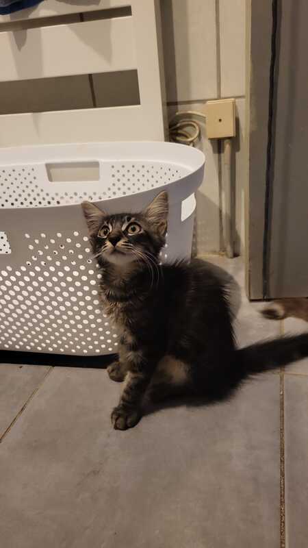Adopter BAGUERA