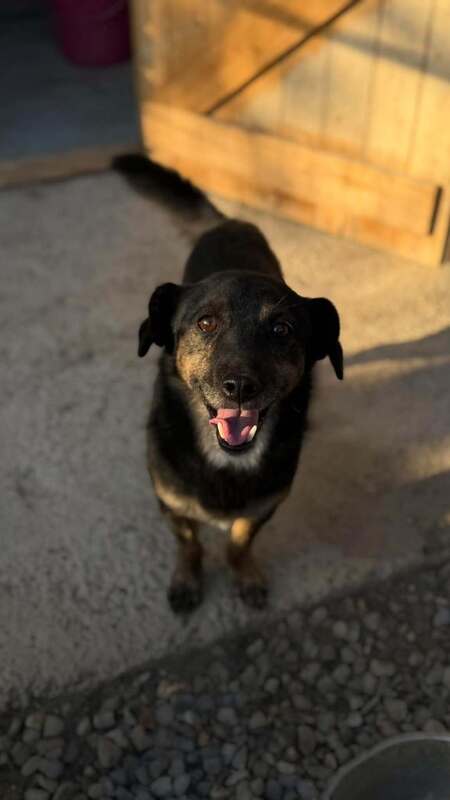 Adopter Pickle