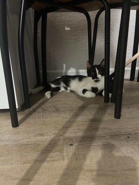 Adopter Cacao