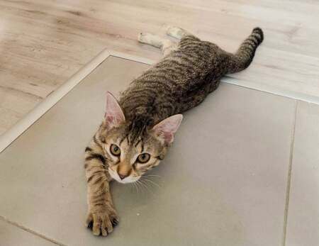 Adopter Sophie