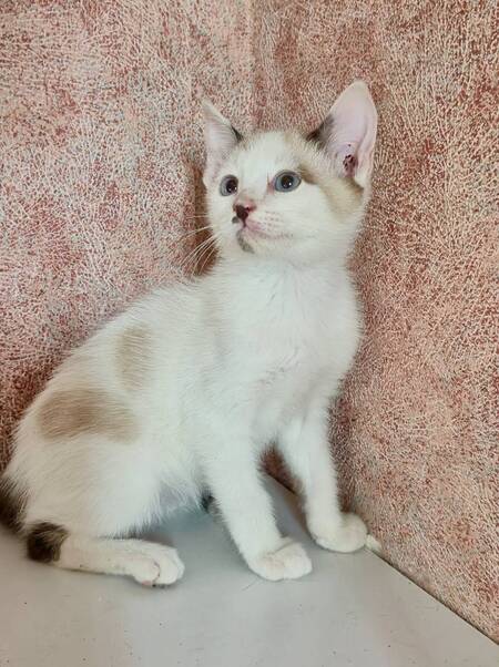 Adopter Peter 